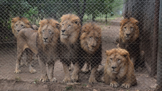 Ambiente inspeccionó el zoológico de Luján