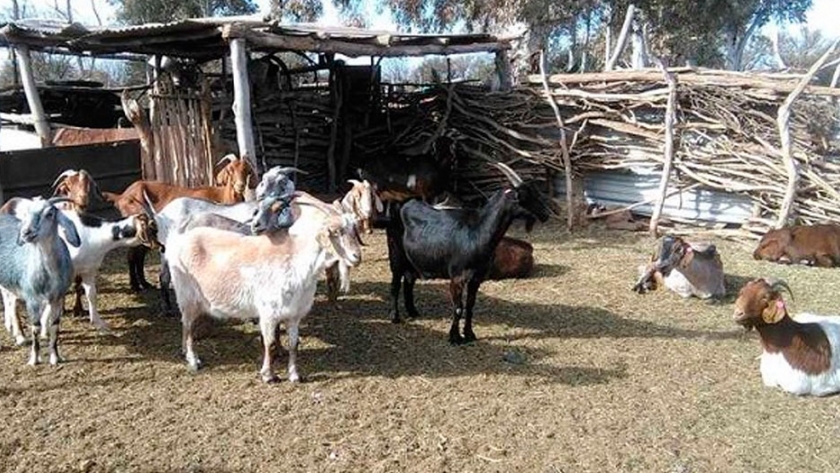 Con vacunación, Mendoza bajó casi un 70 % la prevalencia de brucelosis en cabras