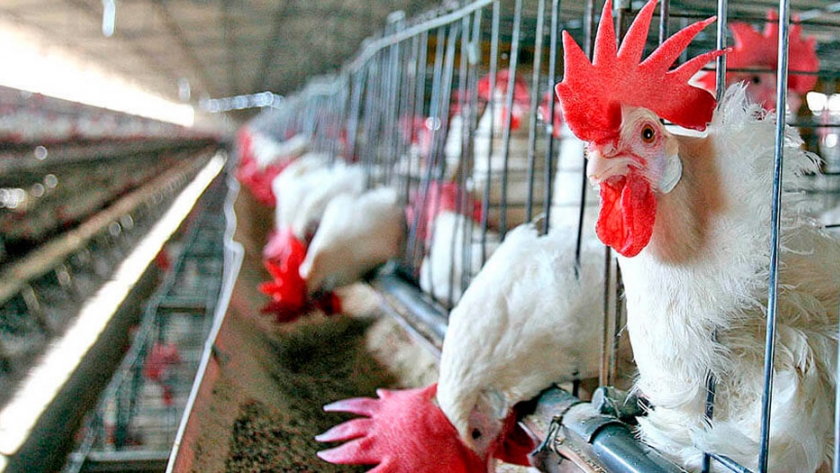La peste porcina africana en Asia impulsó la industria avícola mundial