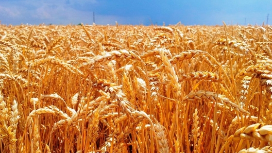La Pampa: la cosecha registró un crecimiento del 8%