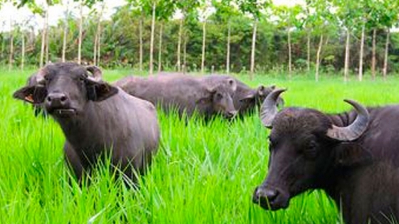 El contenido de grasa de la carne de búfalo es casi un 50% menor que la carne de vacuno