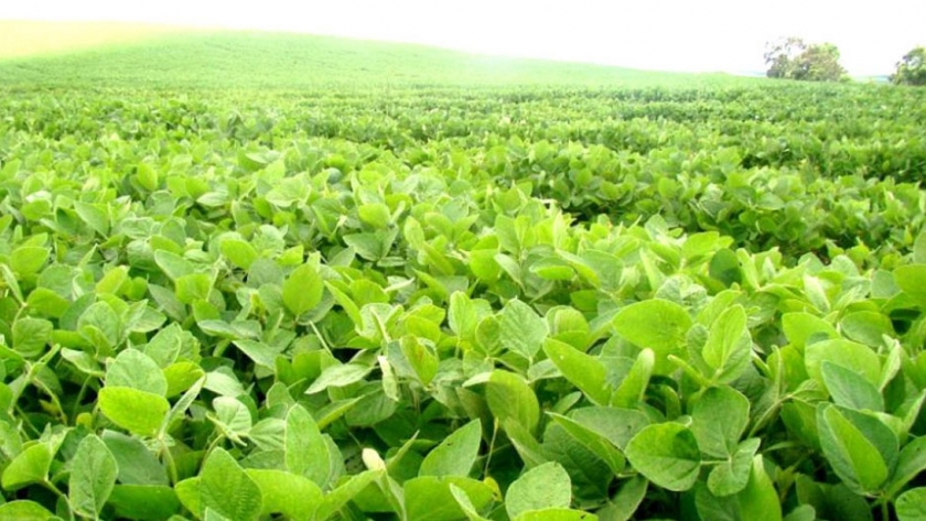 El productor entrerriano debe cosechar 1.990 kg/ha de soja para cubrir los costos