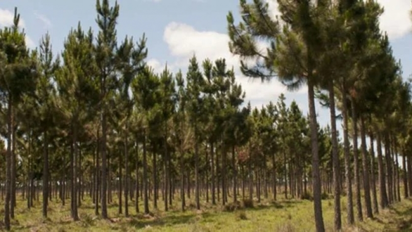 15 años de la Ley de Bosques