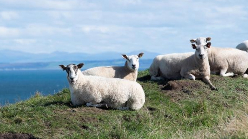 Cría de ovejas sin emisiones de carbono de Nueva Zelanda al Reino Unido