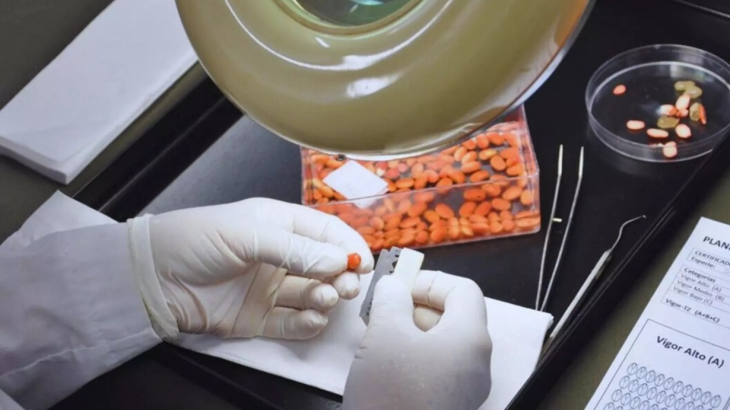 Semillas bajo la lupa: el dato clave que define el éxito de la soja desde el inicio