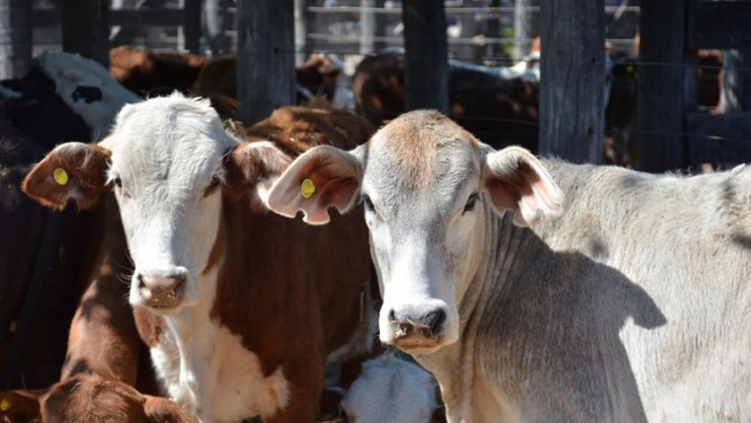 Remates ganaderos chaqueños: En 2020 benefició a más de 400 productores y movió casi 100 millones de pesos