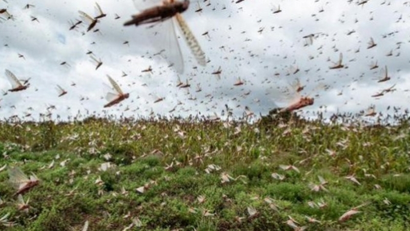 Uruguay en alerta roja ante posible invasión de langostas, dice ministro de Agricultura