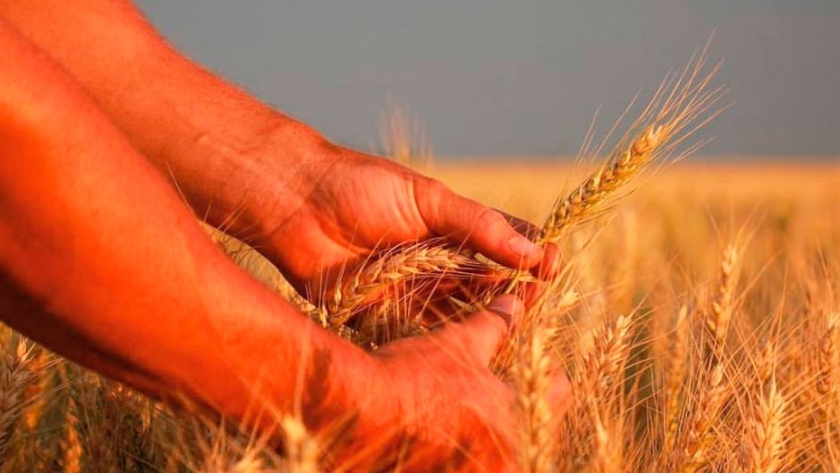 La genómica se mete en la nutrición del trigo