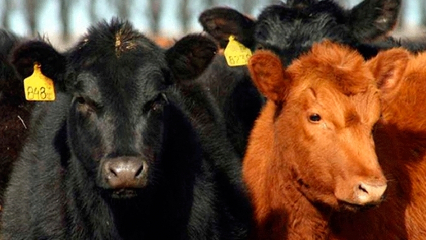 Ganadería: mejorar la calidad de la carne