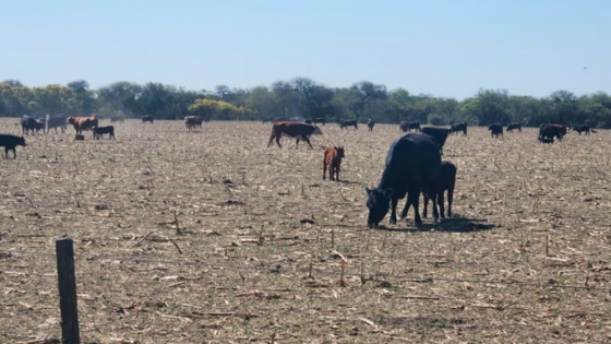 El pronóstico para el último trimestre del año prevé lluvias inferiores a lo normal en la zona núcleo agrícola