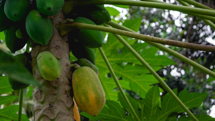 Tesoro nutricional. La fruta antioxidante con más colágeno que se puede cultivar en el jardín (y es deliciosa)