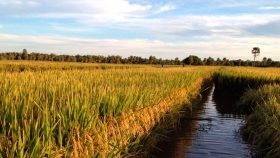 El Instituto Universitario de Formosa realizará la primera siembra de arroz con rotación al pacú