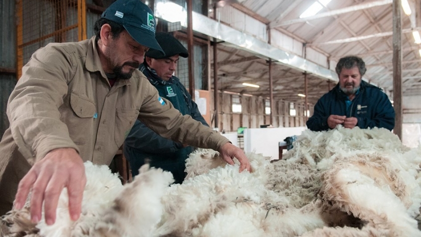 La Provincia acompaña a productores con tareas de acopio y clasificación de Fibra Mohair