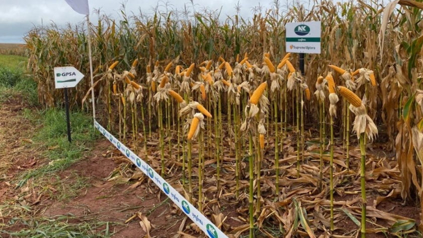 El relanzamiento de NK de Syngenta aportó nuevos híbridos en Paraguay
