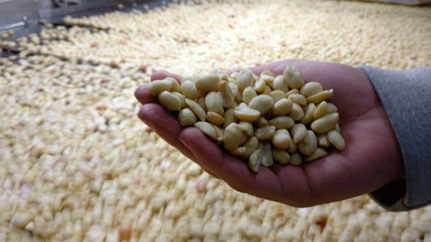 Las exportaciones de maní crecerán 53%