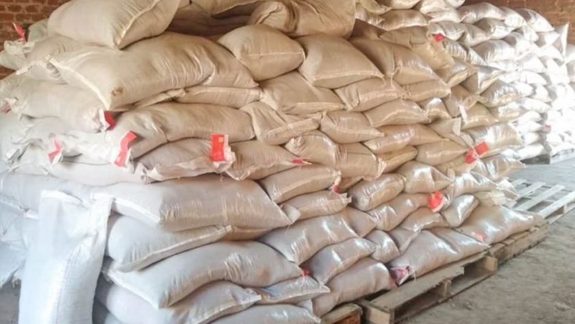 Producción distribuirá mil toneladas de semillas de algodón para la campaña 2020/2021