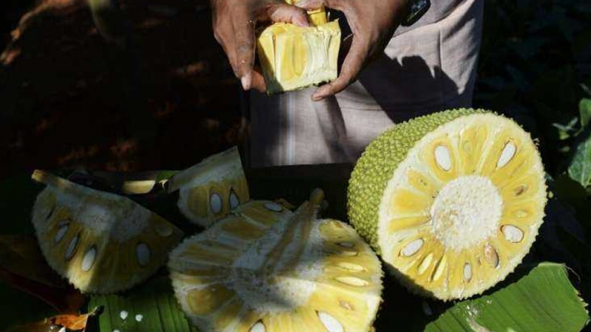 La yaca "superalimento" de la india se globaliza