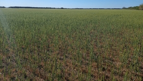 Sin lluvias a tiempo, el trigo 2023/24 apenas logrará superar la pésima cosecha anterior