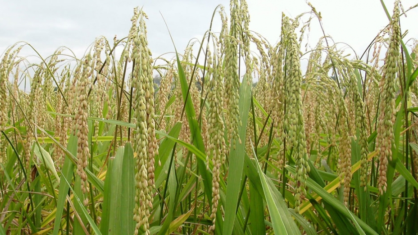 Arroz: evalúan reducir el área originalmente planificada