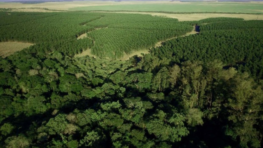 Corrientes  Empresas forestales se encaminan hacia un futuro sostenible con proyectos de bono de carbono