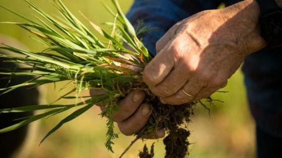 Se midieron 10 mil hectáreas de huella de carbono