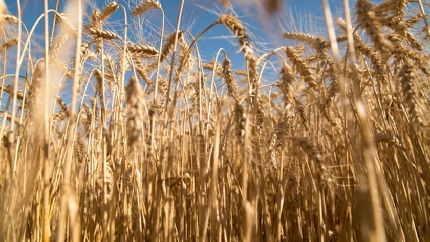 Siembra histórica: el trigo superó las 6 millones de hectáreas