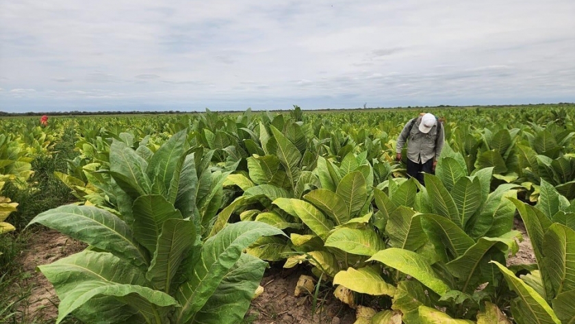 La producción tabacalera sigue creciendo en Santiago del Estero