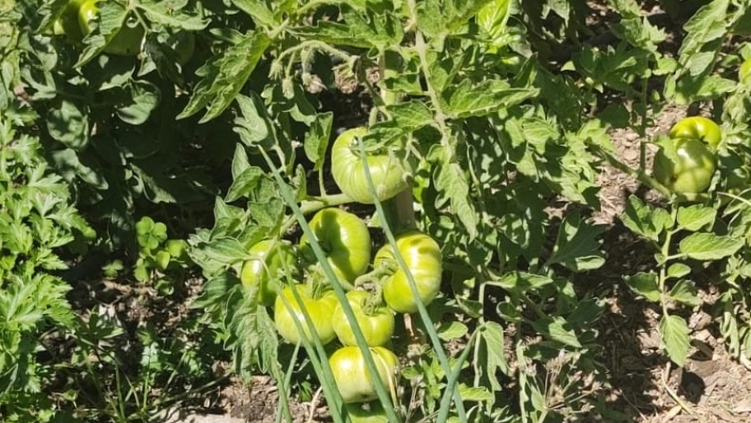 Recomendaciones para gestionar la huerta en primavera