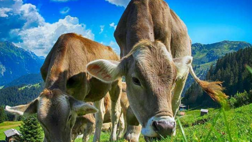 Estudio rastrea la propagación de la producción lechera temprana en Europa Occidental