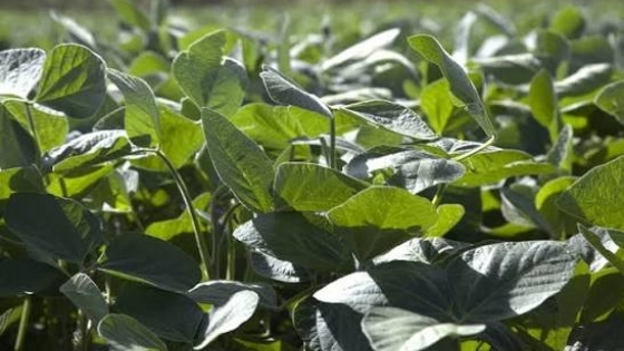 Argentina autorizó una nueva soja transgénica con mayor protección frente a plagas y tolerancia a herbicidas