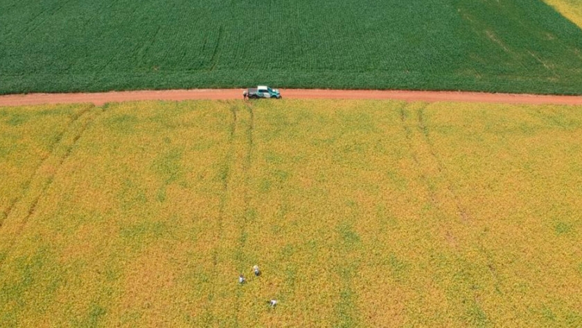 Brasil se consolida en 2020/21 como líder absoluto en el mercado mundial de soja con un crecimiento proyectado de 10 millones de toneladas