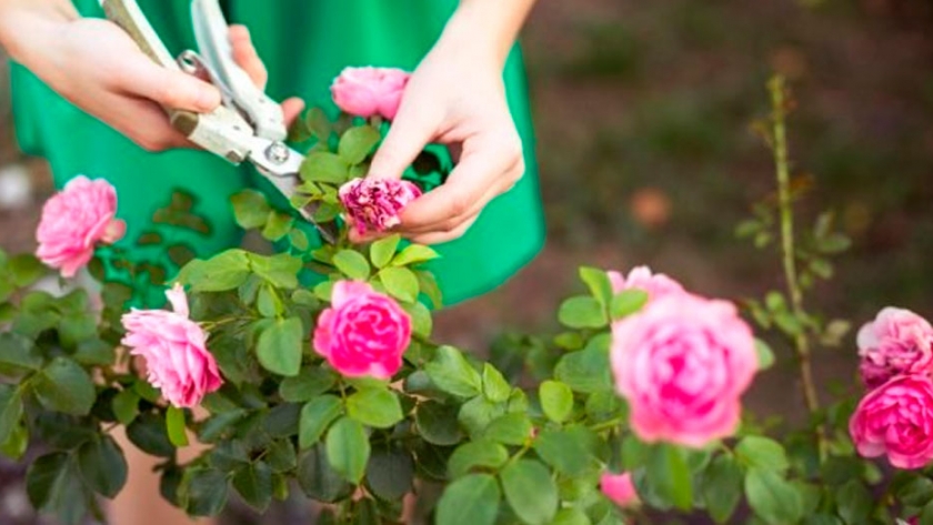 El esqueje en las plantas