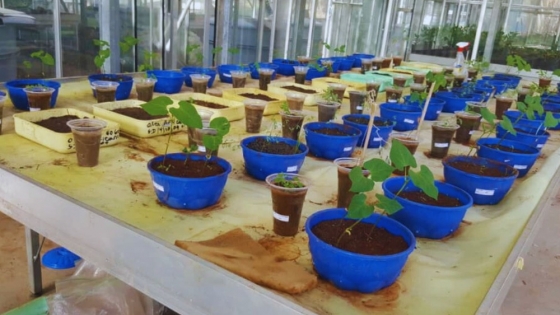 Investigadoras argentinas impulsan la biofertilización en Etiopía