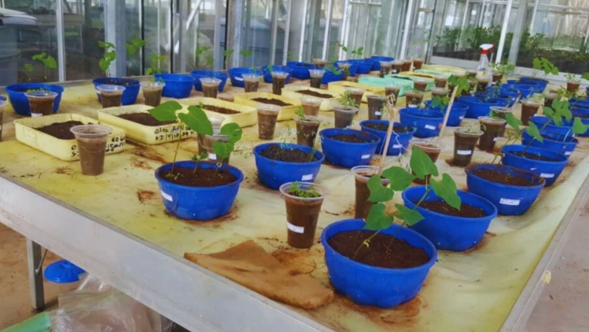 Investigadoras argentinas impulsan la biofertilización en Etiopía