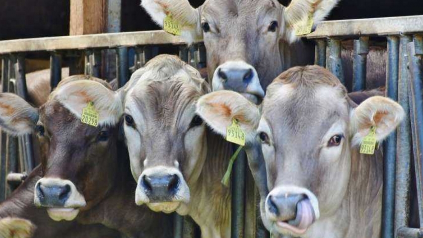 Investigadores que trabajan en la prueba de mastitis que podrían ahorrar millones a los productores de leche