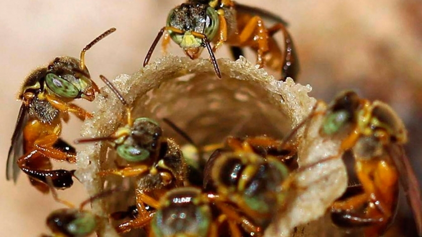 Miel de Yateí: el producto elaborado por abejas sin aguijón más demandado en el mercado