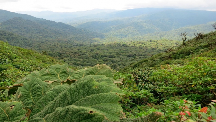 Toneladas de desperdicios de naranjas revivieron un bosque en Costa Rica