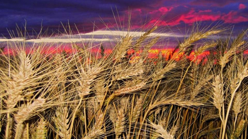 Un 70% de la renta de una hectárea de trigo se va en impuestos