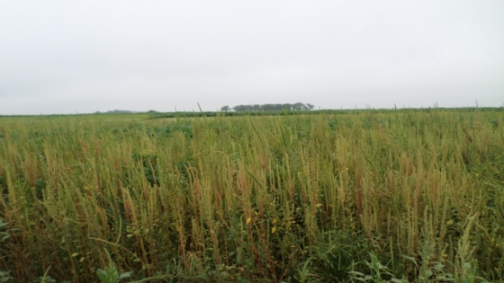 Amaranthus palmeri suma resistencia a sulfentrazone, herbicidas ALS y glifosato