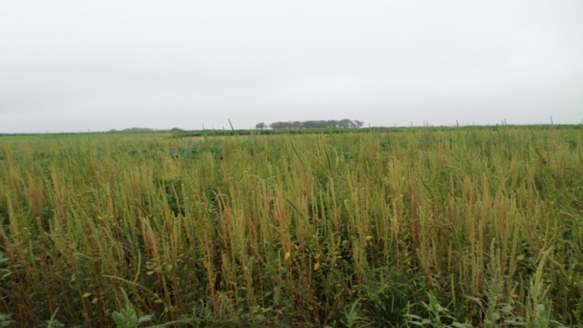 Amaranthus palmeri suma resistencia a sulfentrazone, herbicidas ALS y glifosato