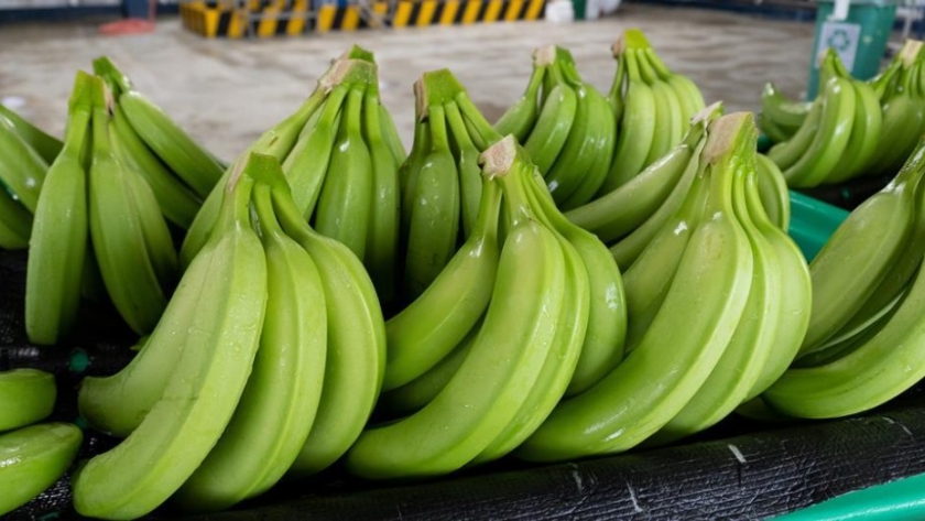 Tráfico de Cocaína se Infiltro en la Industria Bananera de Ecuador: Medidas del Gobierno