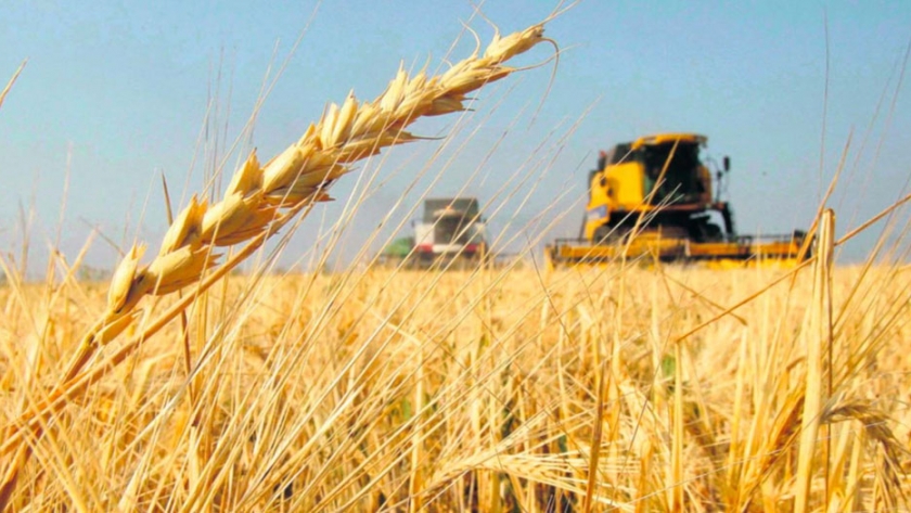 Sensible incremento de la superficie sembrada de trigo en La Pampa