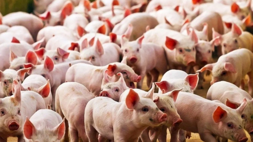 Los precios del cerdo alemán no han cambiado a pesar de las prohibiciones de importación tras la peste porcina