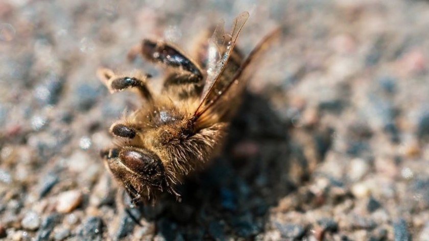 Inesperado: la producción de leche de almendras está matando de cansancio a millones de abejas