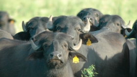 El búfalo, una alternativa de calidad