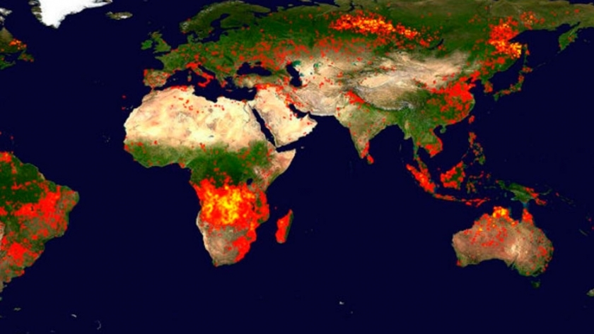Los bosques del mundo, en alerta