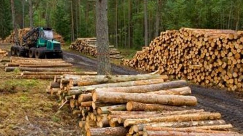 Afirman que la industria forestal puede atraer inversiones por US$ 6.000 millones