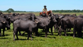 Alimentos saludables: carne de búfalo, animarse a innovar en la parrilla