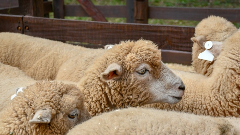 La calidad genética se destacó en el segundo remate de animales menores del año