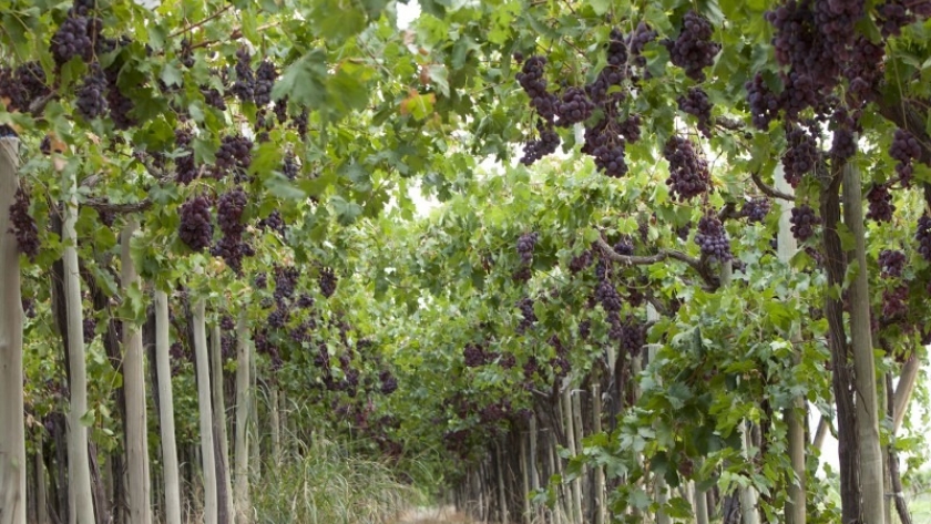 Condiciones y obligaciones para los productores vitivinícolas que reciban insumos para el control de Lobesia botrana